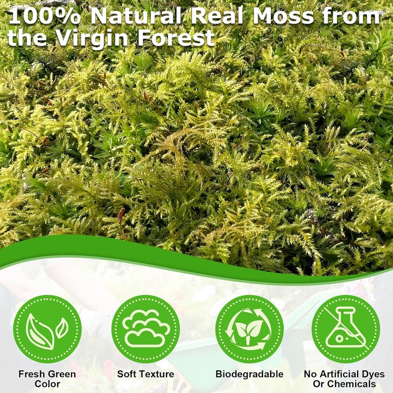 Legigo 3.5 OZ Green Moss for Crafts, Real Forest Moss for Plants Indoor, Table Decorative Centerpieces, Artificial Fairy Garden, Wedding Party Decor, Fake Potted Plants and DIY Craft Projects - Image 2